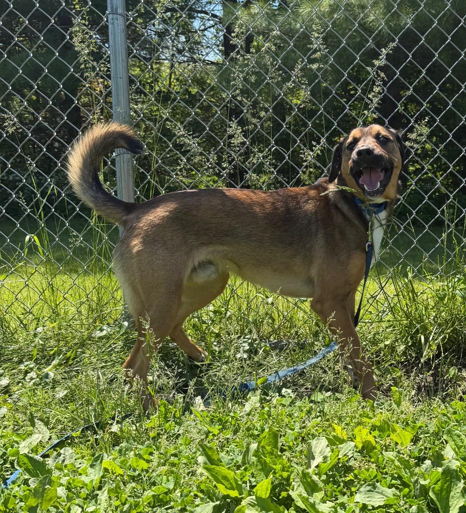 Memphis, Adoptable, Young Male Mixed Breed.