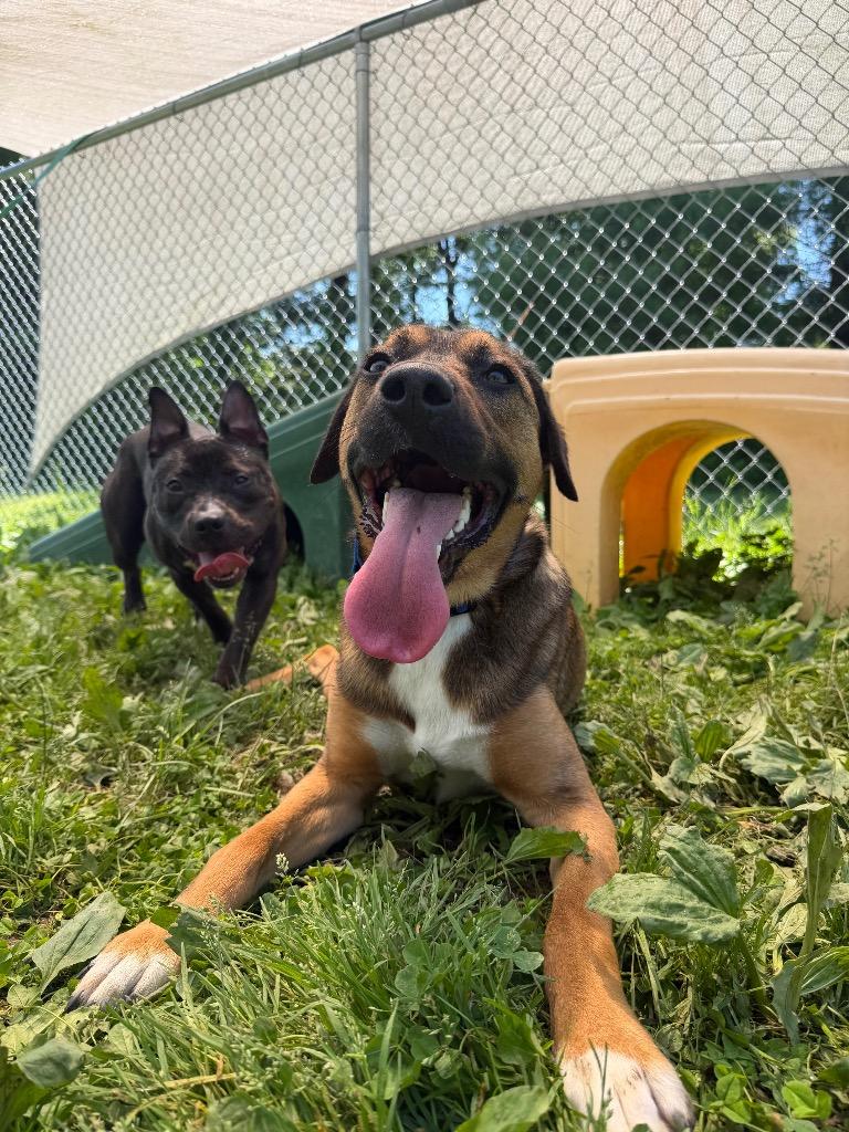 Memphis, a Adoptable mixed breed in Hyde Park, NY image 2/6