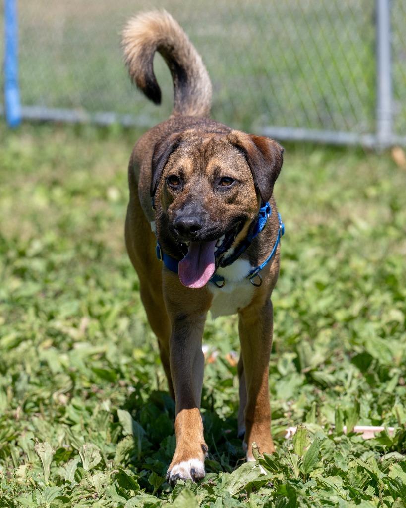 Memphis, a Adoptable mixed breed in Hyde Park, NY image 3/6