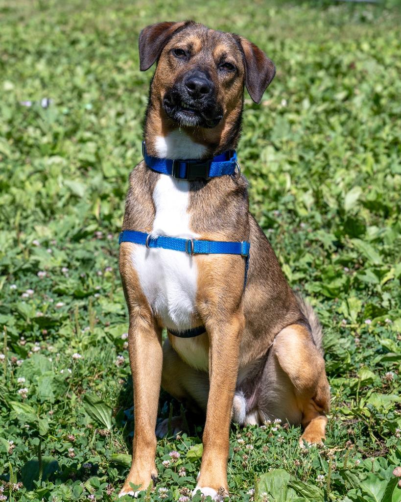 Memphis, a Adoptable mixed breed in Hyde Park, NY image 4/6