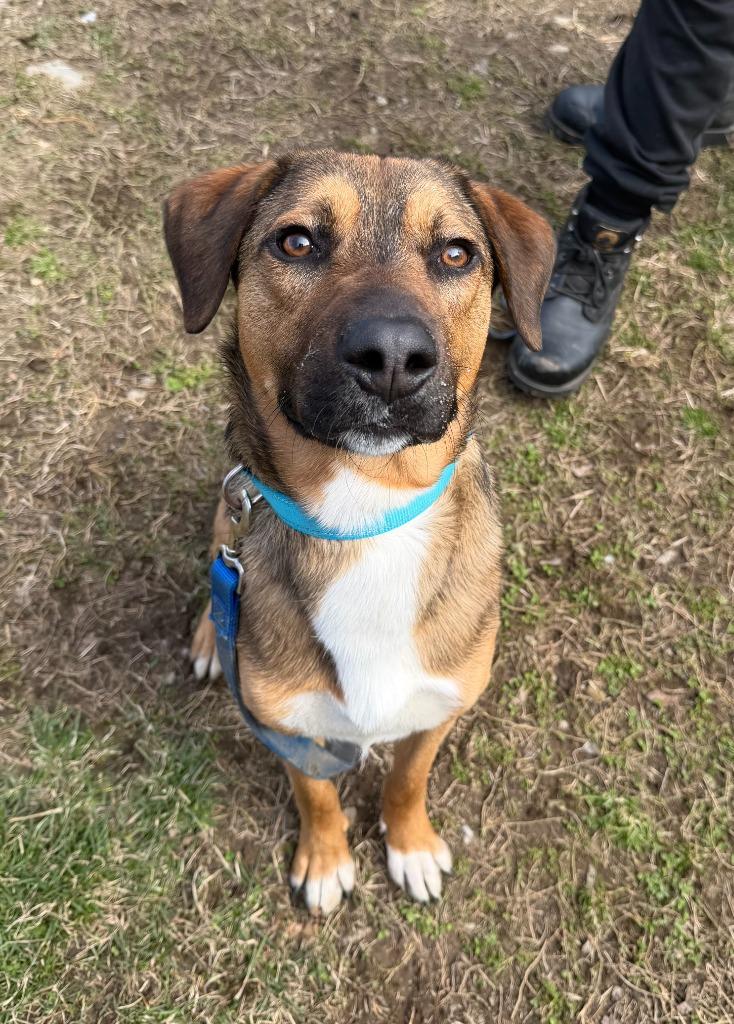 Memphis, a Adoptable mixed breed in Hyde Park, NY image 5/6