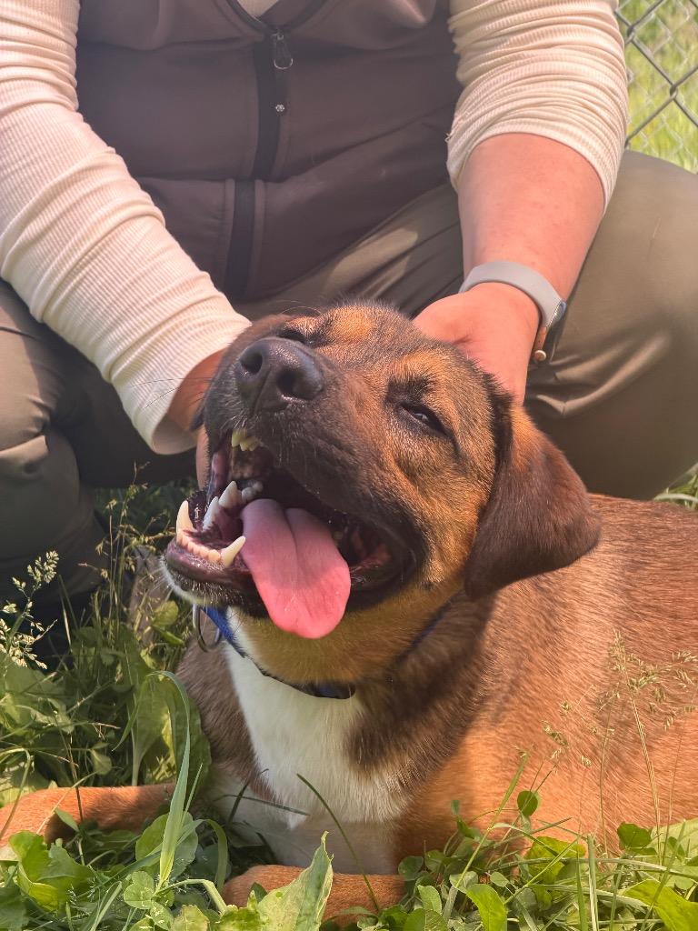 Memphis, a Adoptable mixed breed in Hyde Park, NY image 6/6