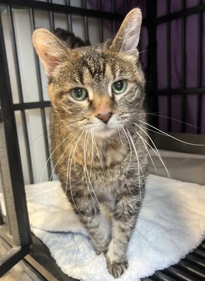 Eleanor, Adoptable, Senior Female Domestic Long Hair.