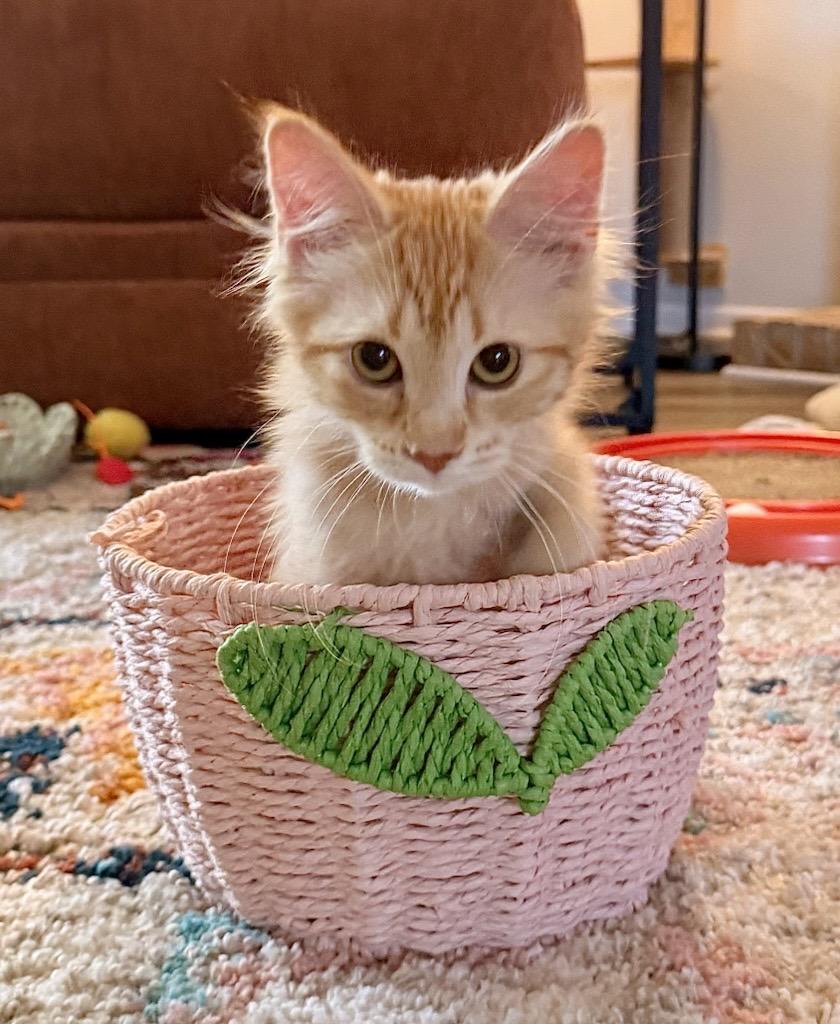 Jennifurr, adopted, Kitten Female Domestic Medium Hair.