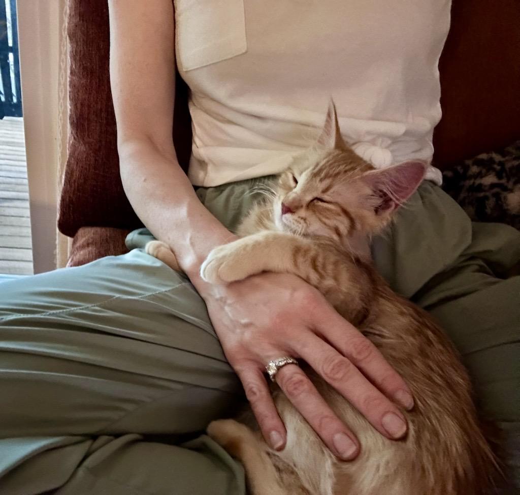 Enlarge Jennifurr, an adopted Domestic Medium Hair in Burnsville, MN image 3/4