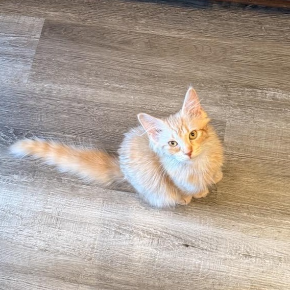 Enlarge Jennifurr, an adopted Domestic Medium Hair in Burnsville, MN image 2/4