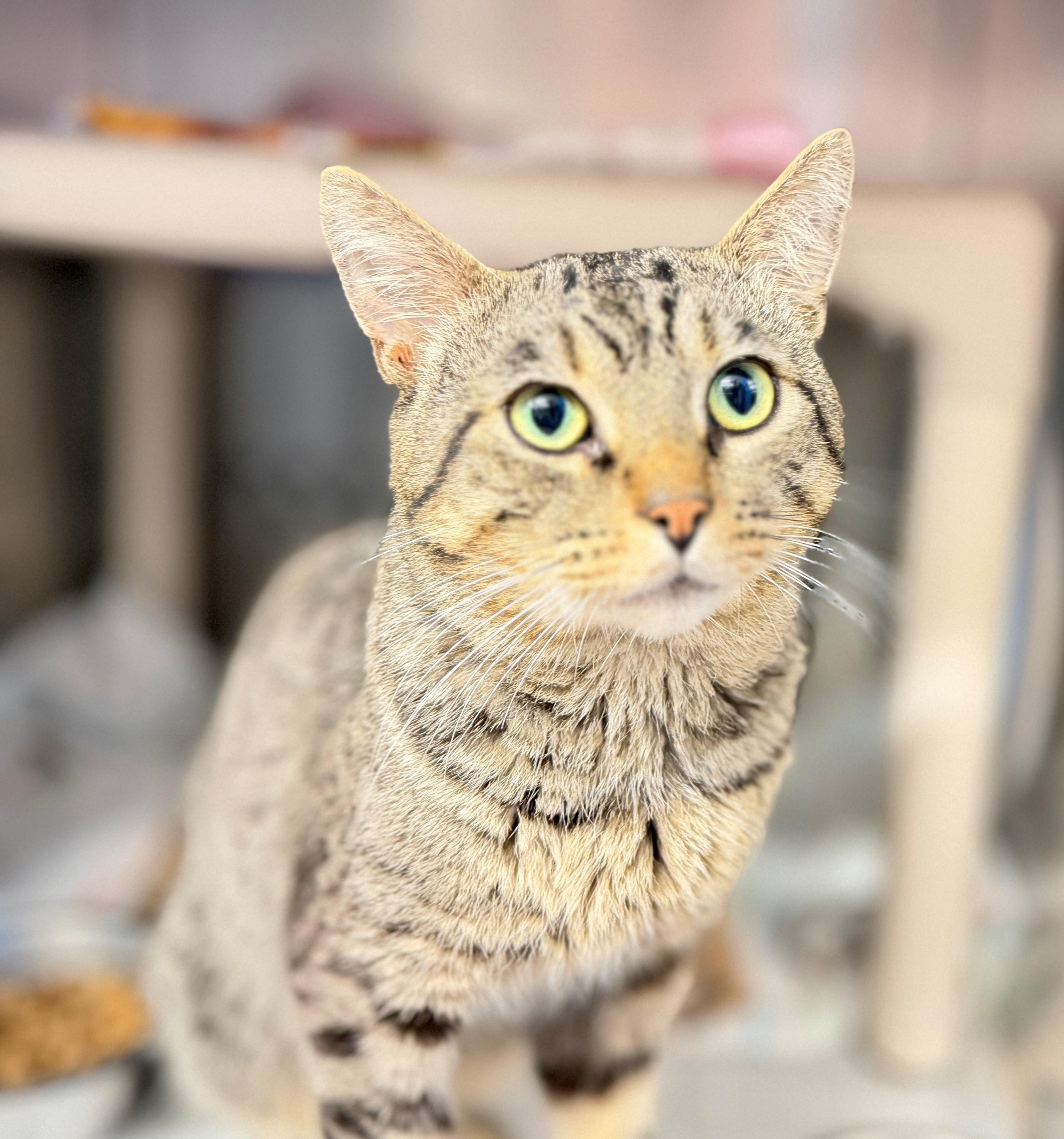 Enlarge Cronut, a Adoptable Domestic Short Hair in Hamilton, ON image 3/3