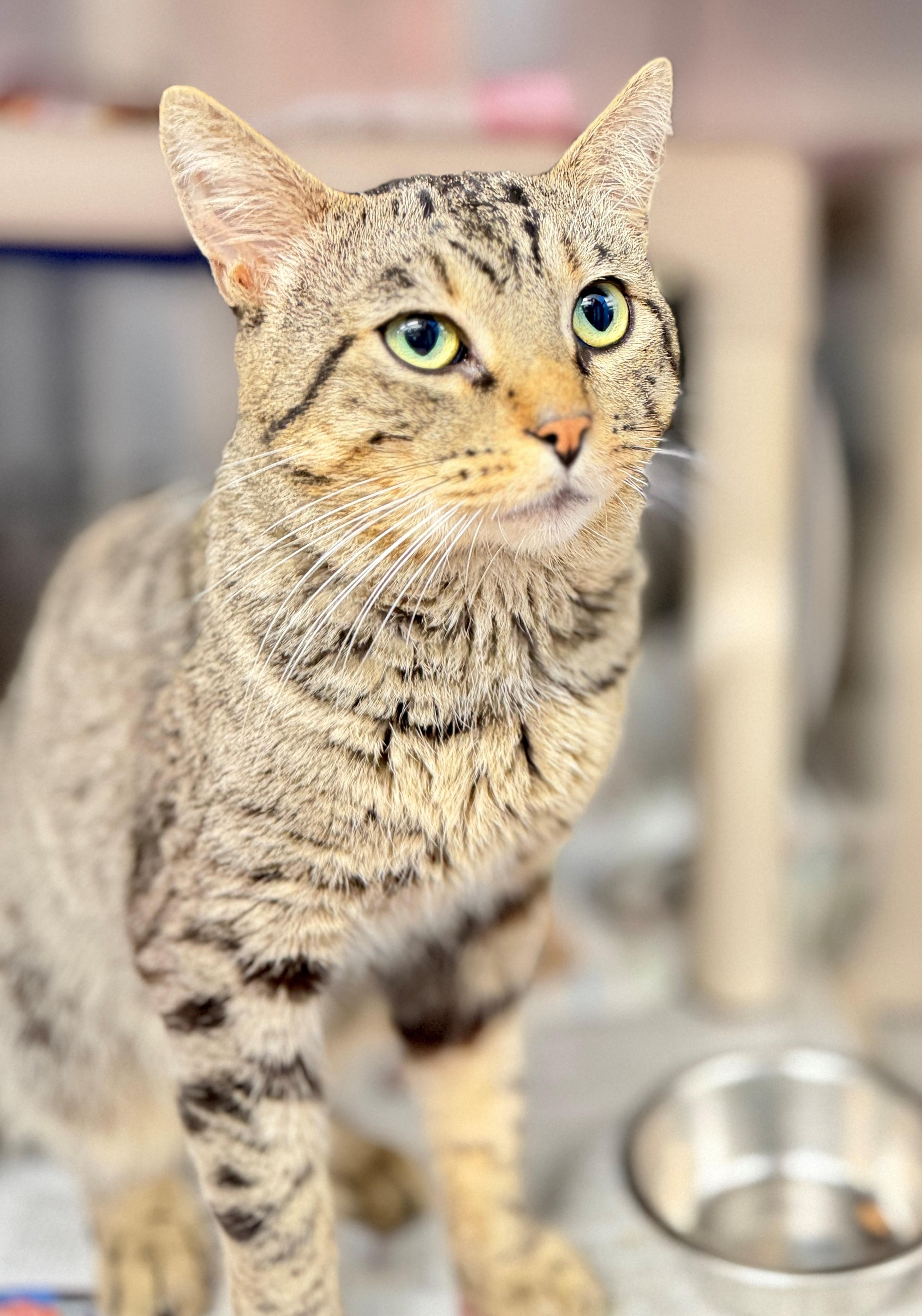 Enlarge Cronut, a Adoptable Domestic Short Hair in Hamilton, ON image 2/3