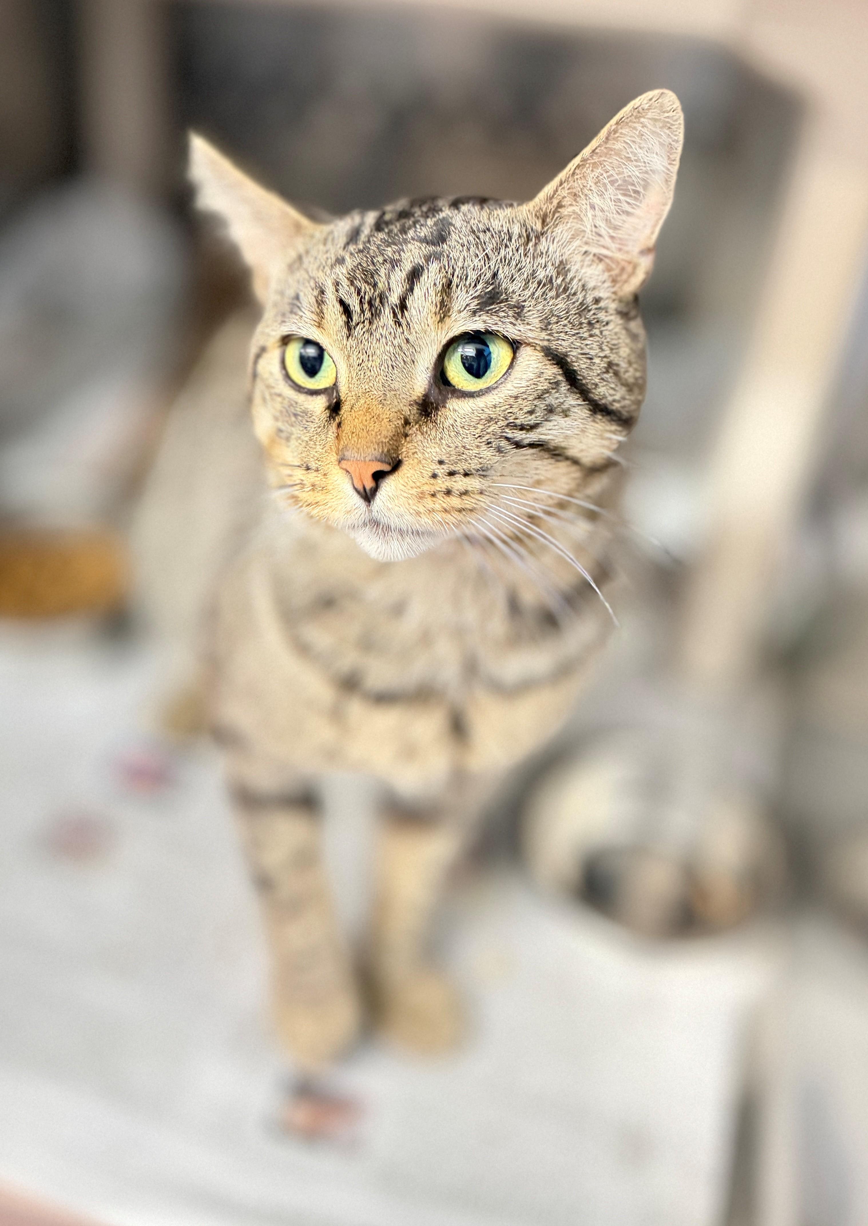 Cronut, Adoptable, Adult Male Domestic Short Hair.