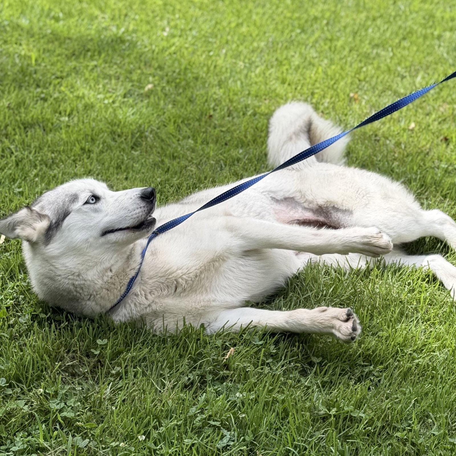Enlarge CLAUDIA, a Adopted Husky in Hagerstown, MD image 1/3