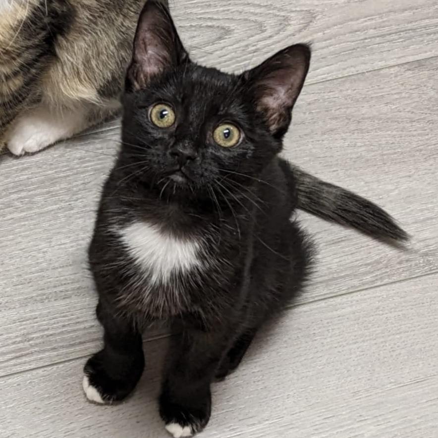 Hemlock, Adoptable, Young Female Domestic Short Hair.