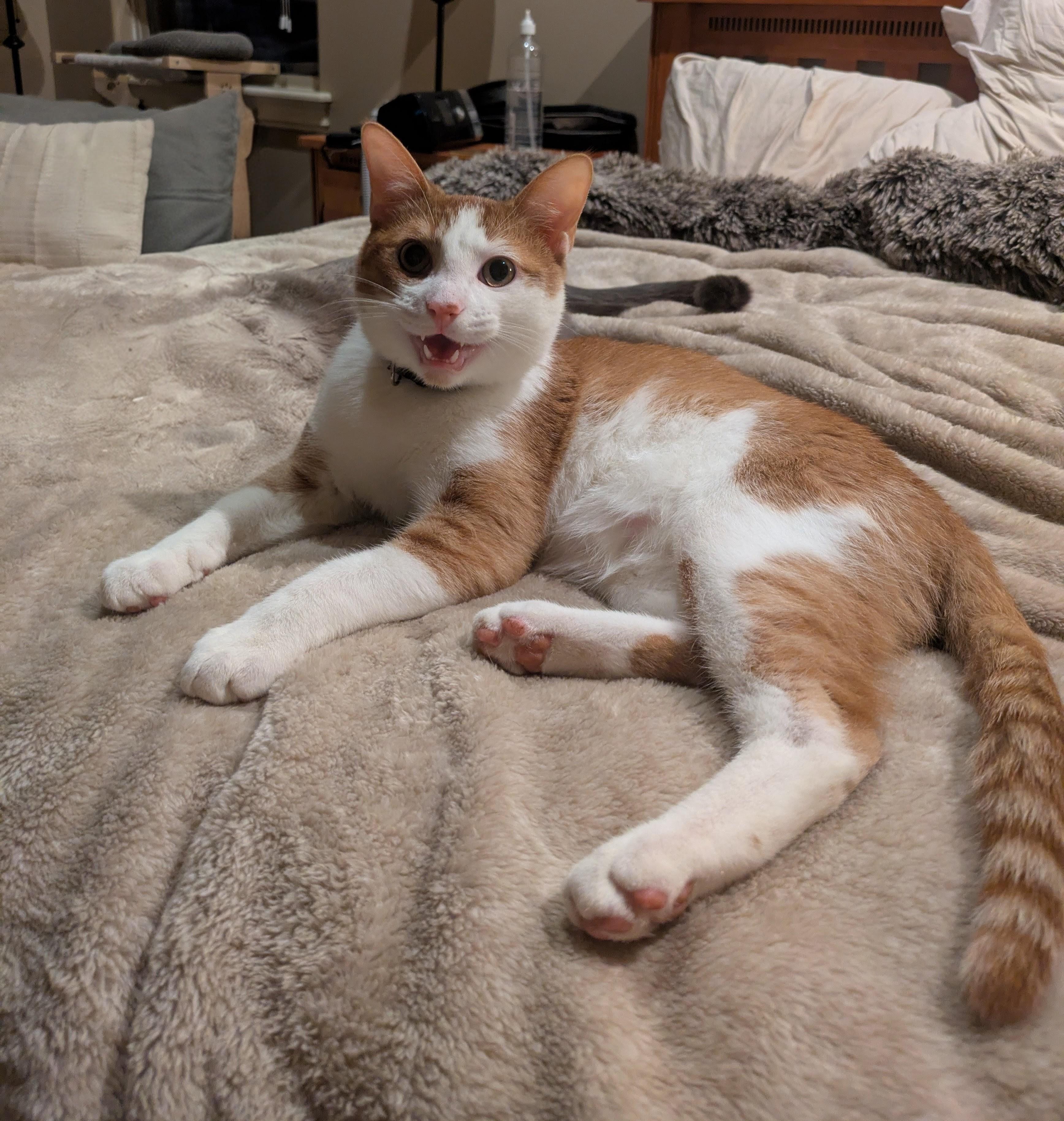 Enlarge Percy, an adopted Domestic Short Hair in Tulsa, OK image 3/5