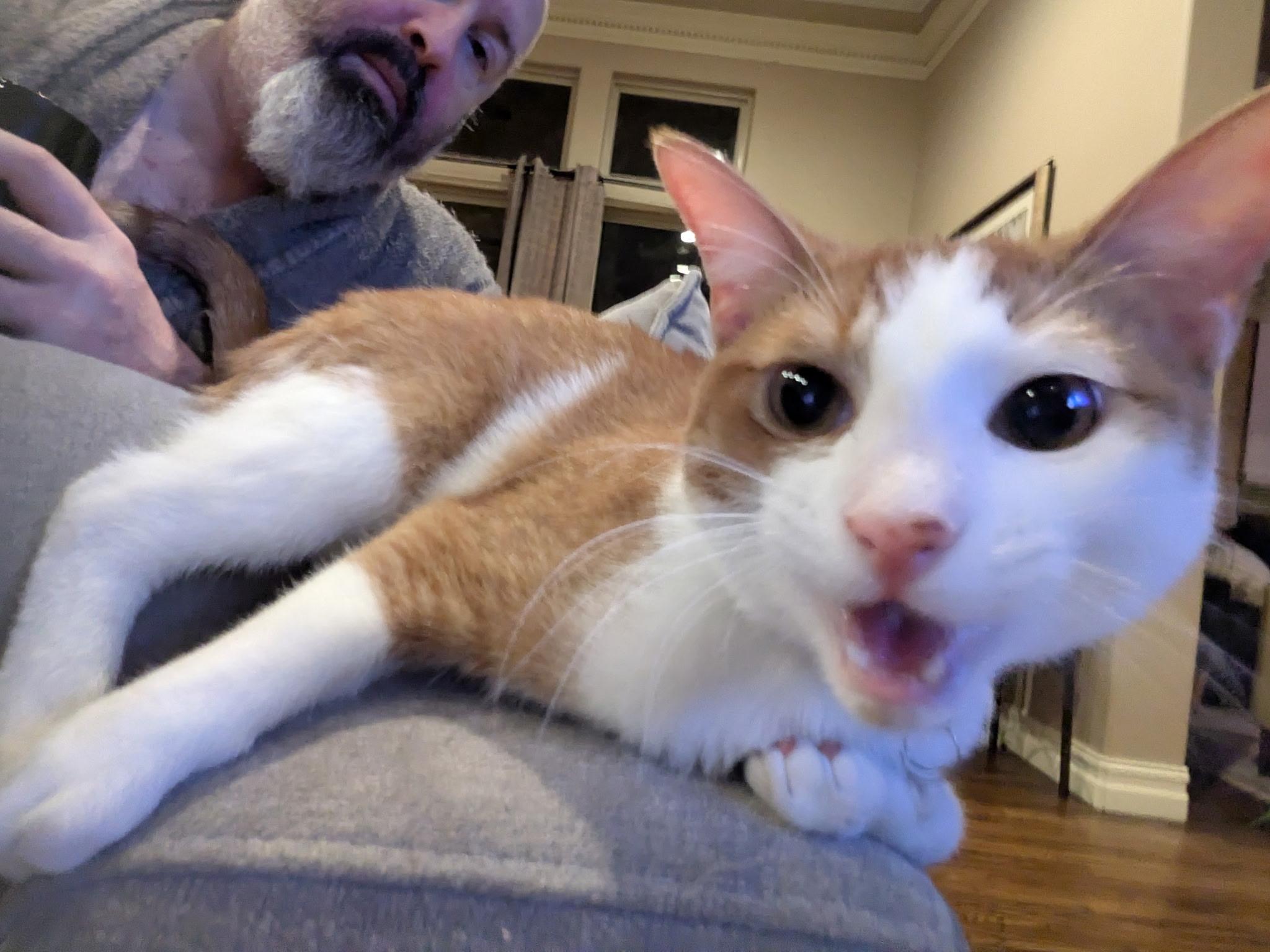 Enlarge Percy, an adopted Domestic Short Hair in Tulsa, OK image 2/5