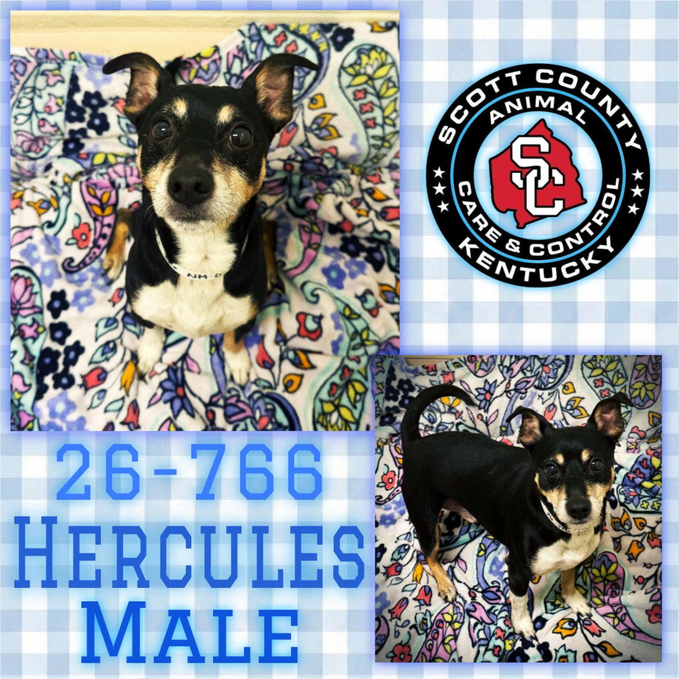 Enlarge Hercules, a Adopted mixed breed in Georgetown, KY image 1/1