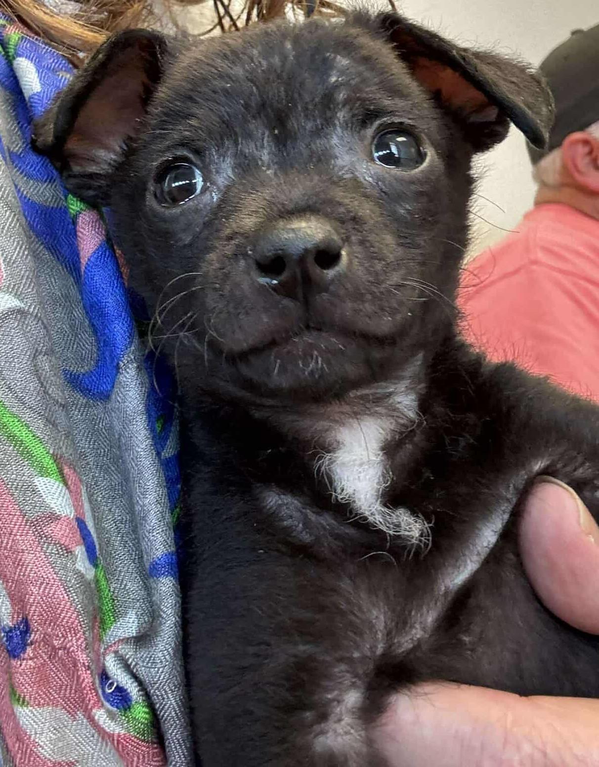 Stinker Tinker