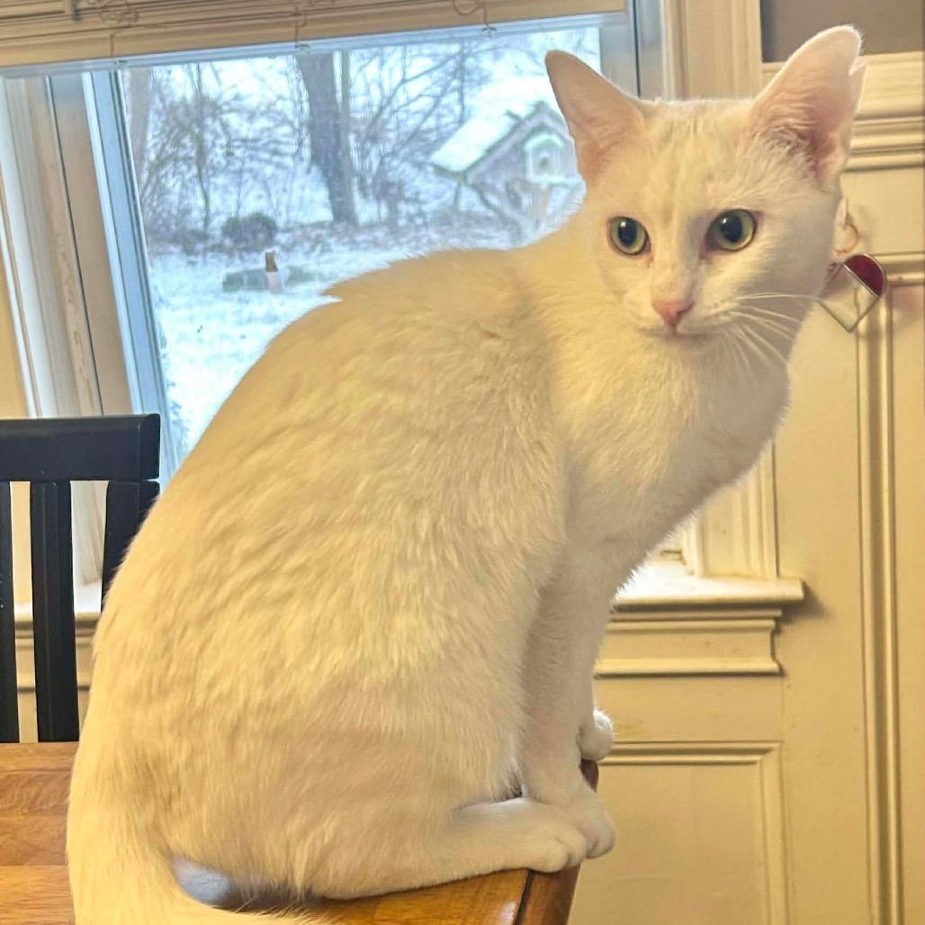 Sugarfoot, Adoptable, Adult Female Domestic Short Hair.