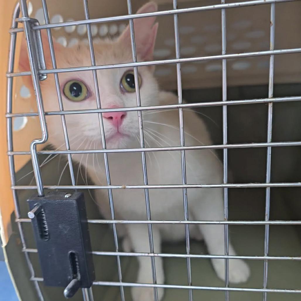 Sugarfoot, Adoptable, Adult Female Domestic Short Hair.