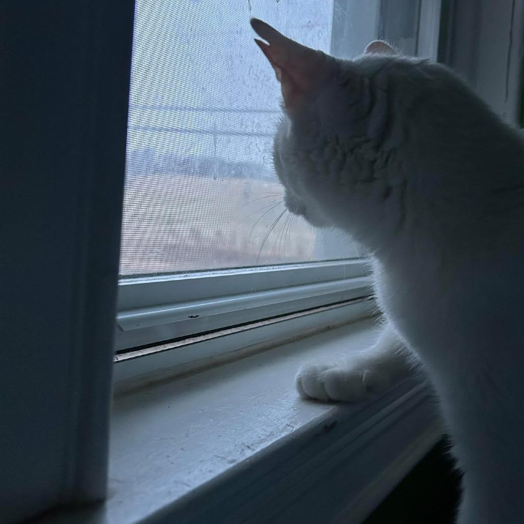 Enlarge Sugarfoot, a Adoptable Domestic Short Hair in Jarrettsville, MD image 2/3