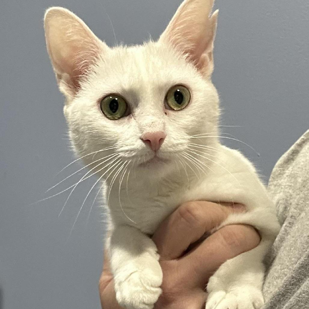 Enlarge Sugarfoot, a Adoptable Domestic Short Hair in Jarrettsville, MD image 3/3