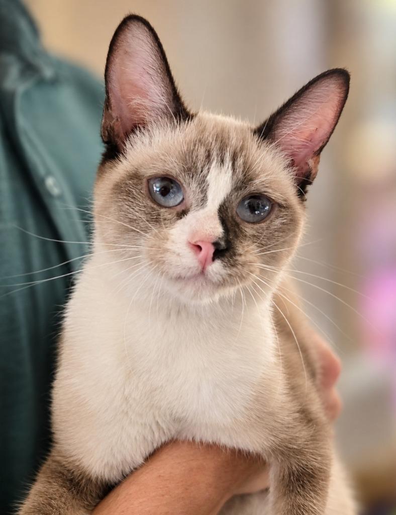 Enlarge Nister, a Adoptable Siamese in El Dorado, AR image 1/1