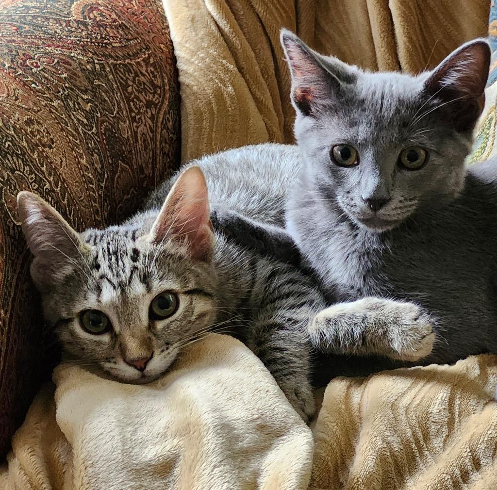 Enlarge Olivia Benson, a Adoptable mixed breed in Hampton, VA image 1/3