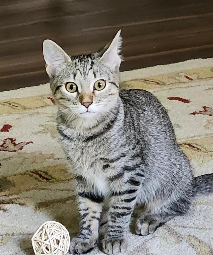 Enlarge Olivia Benson, a Adoptable mixed breed in Hampton, VA image 2/3