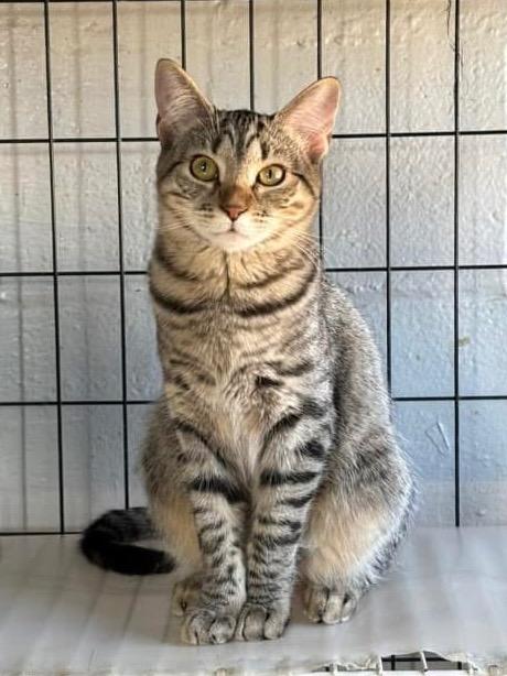 Enlarge Olivia Benson, a Adoptable mixed breed in Hampton, VA image 3/3