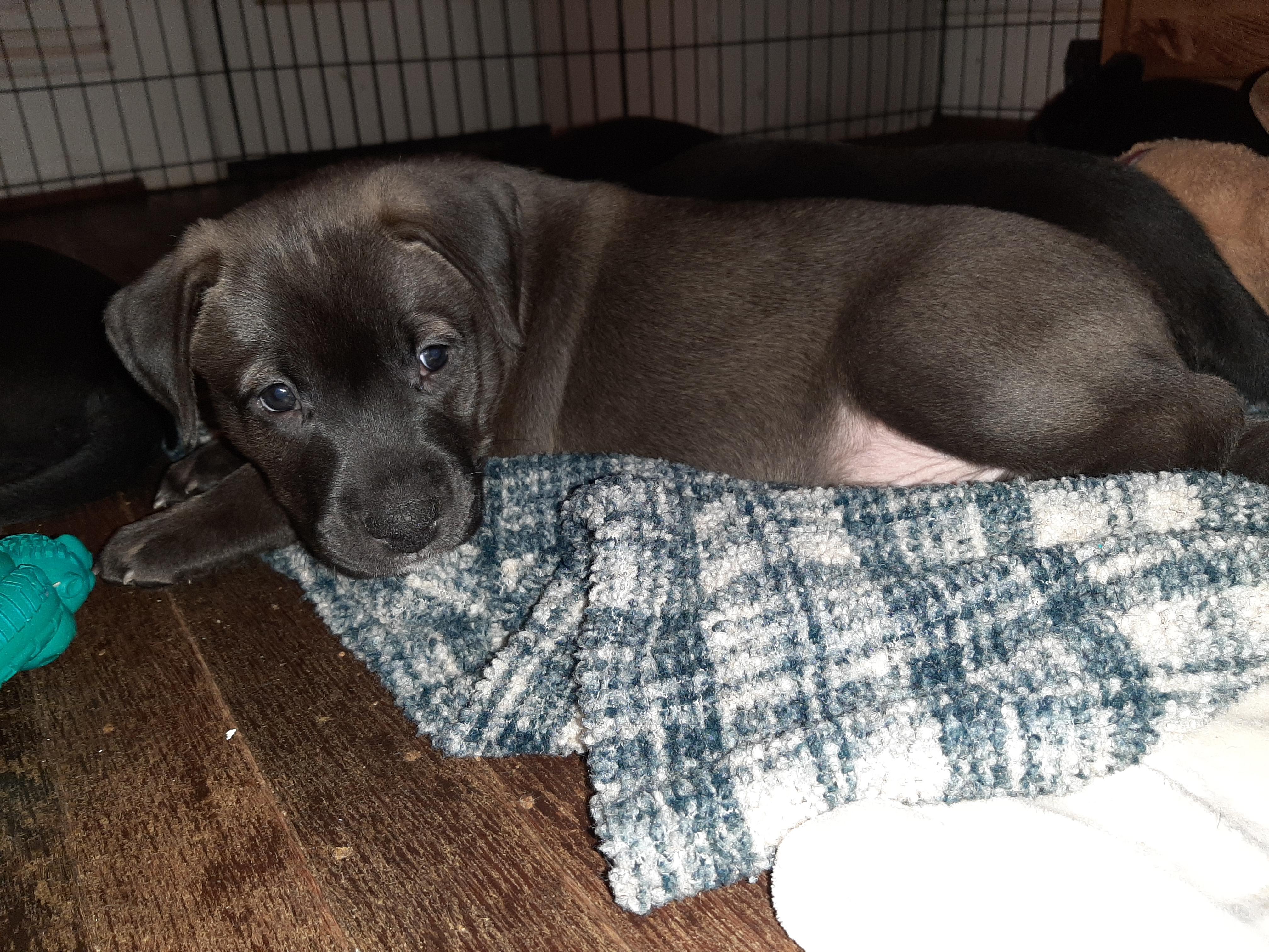 Magick, an adopted mixed breed in Lake Odessa, MI image 2/4