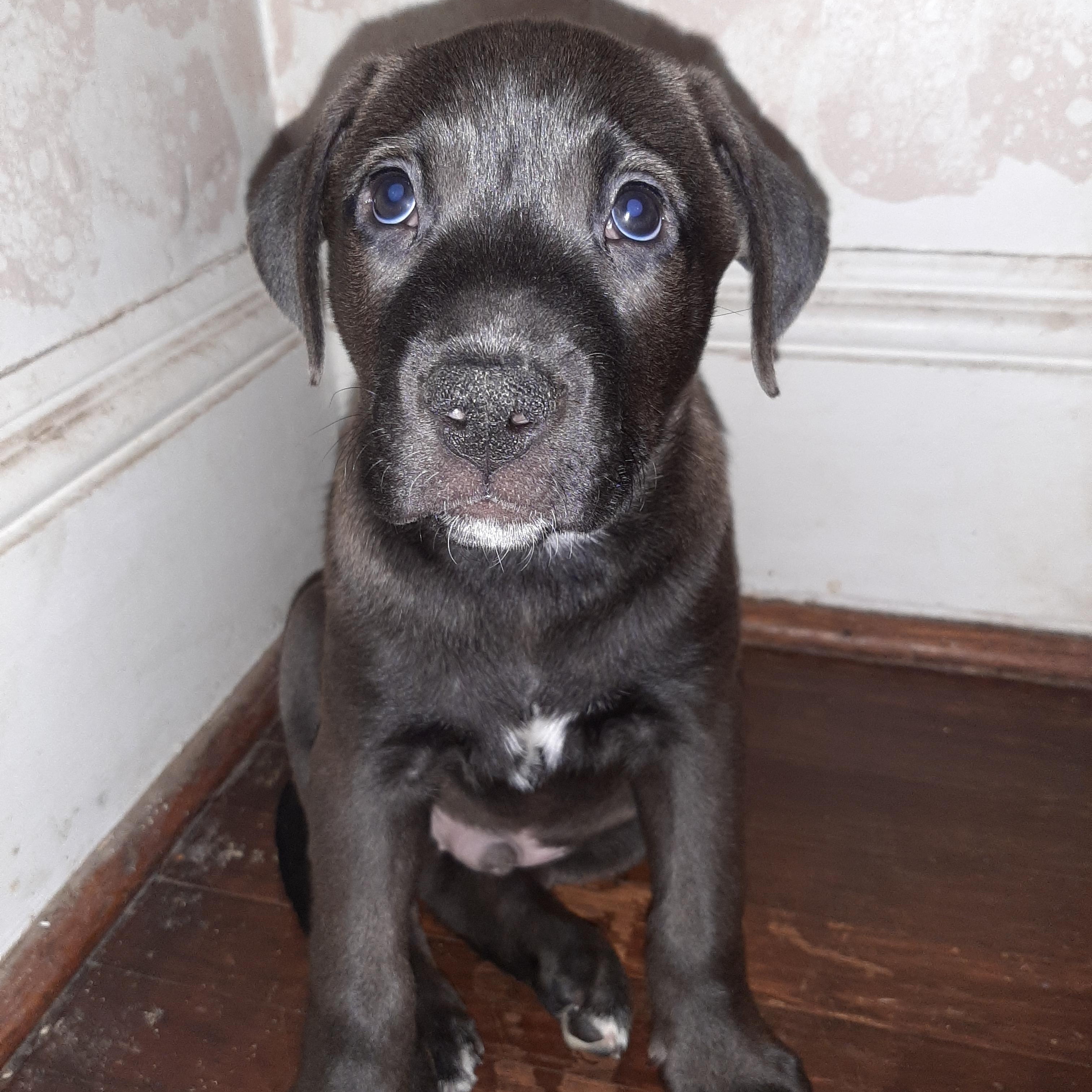 Magick, adopted, Puppy Male American Staffordshire Terrier & Staffordshire Bull Terrier.