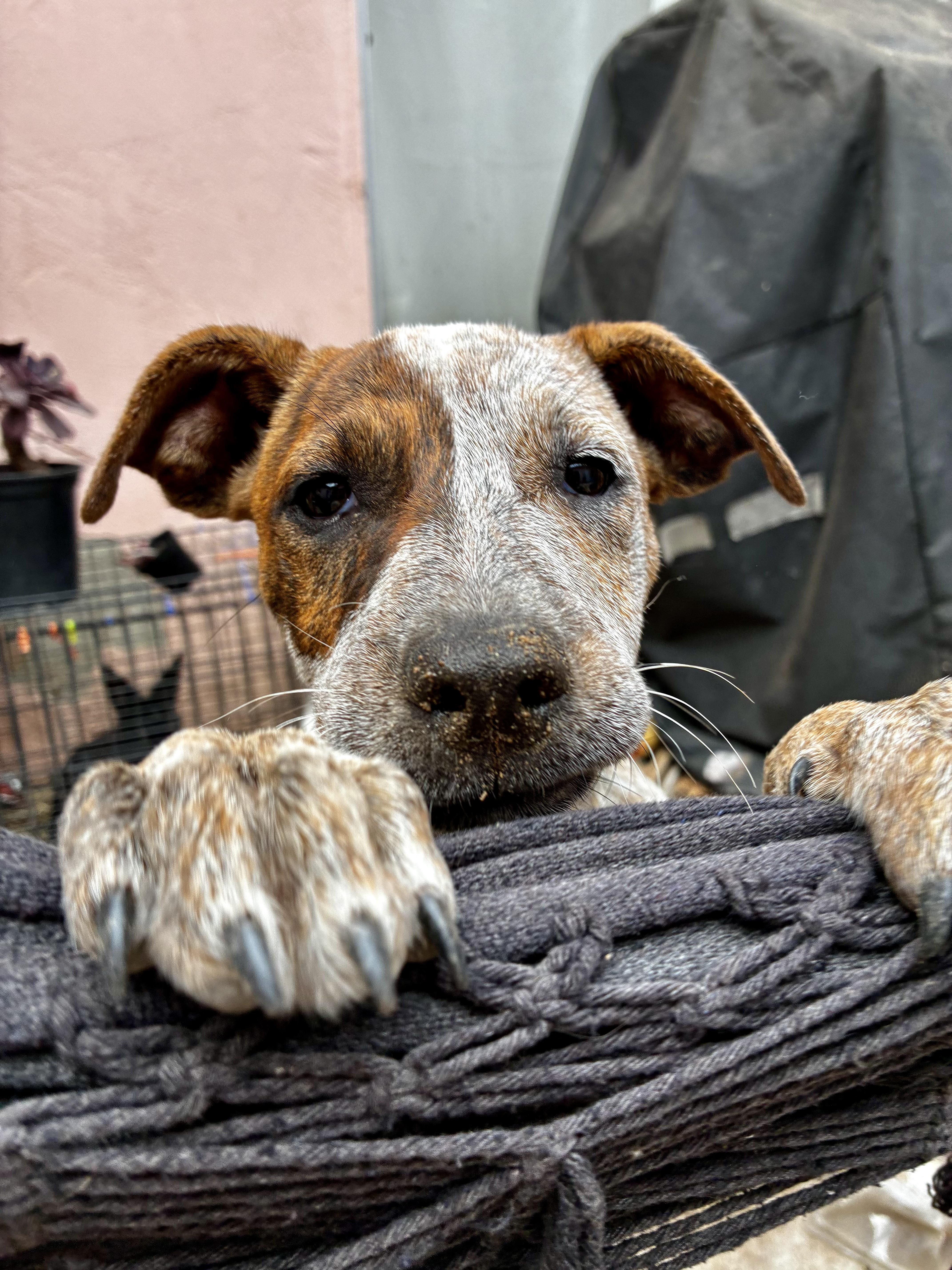 Enlarge Gwynn, a ADOPTABLE mixed breed in El Cajon, CA image 4/4