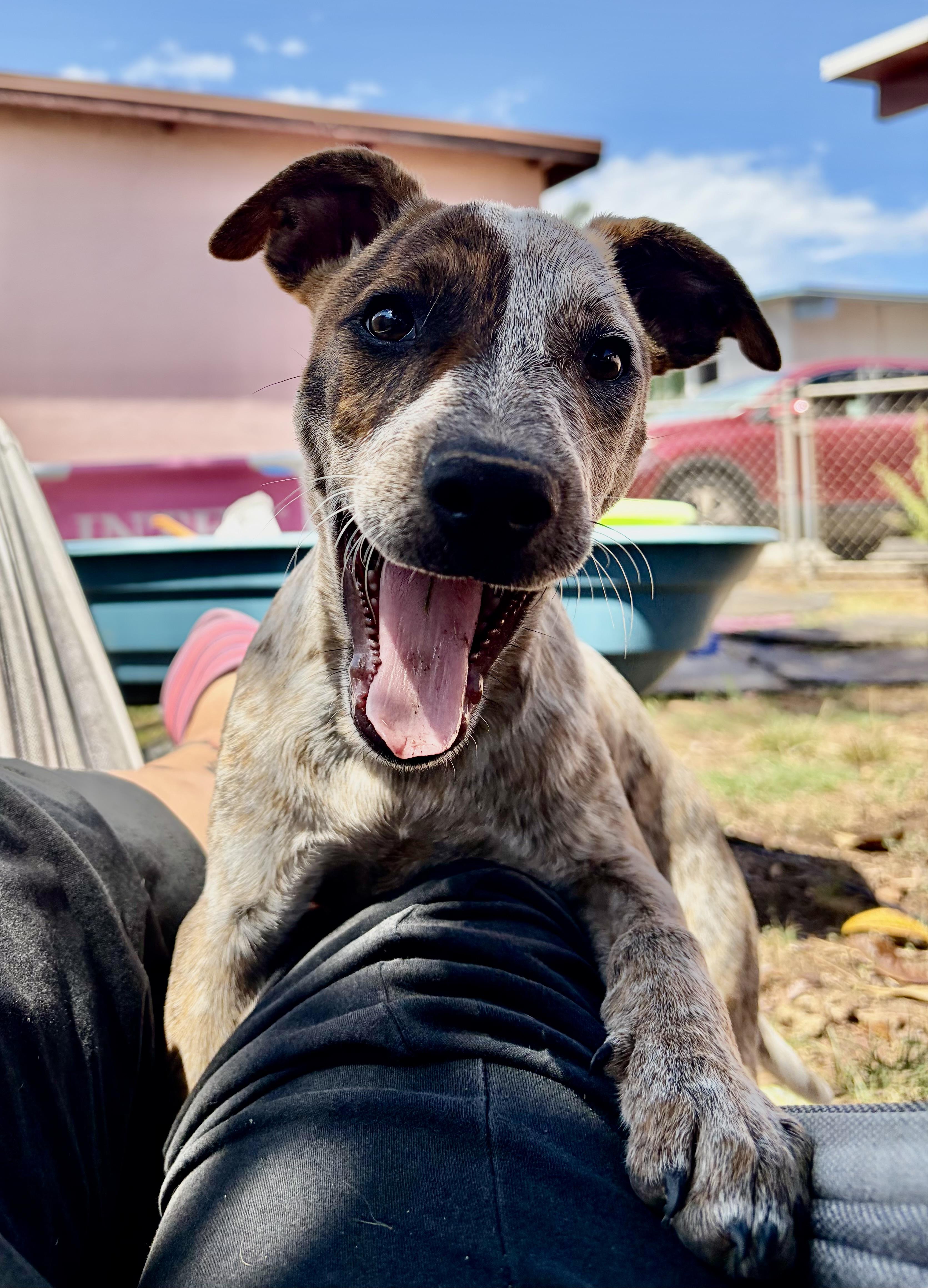 Gwynn, ADOPTABLE, Puppy Female Australian Cattle Dog / Blue Heeler.