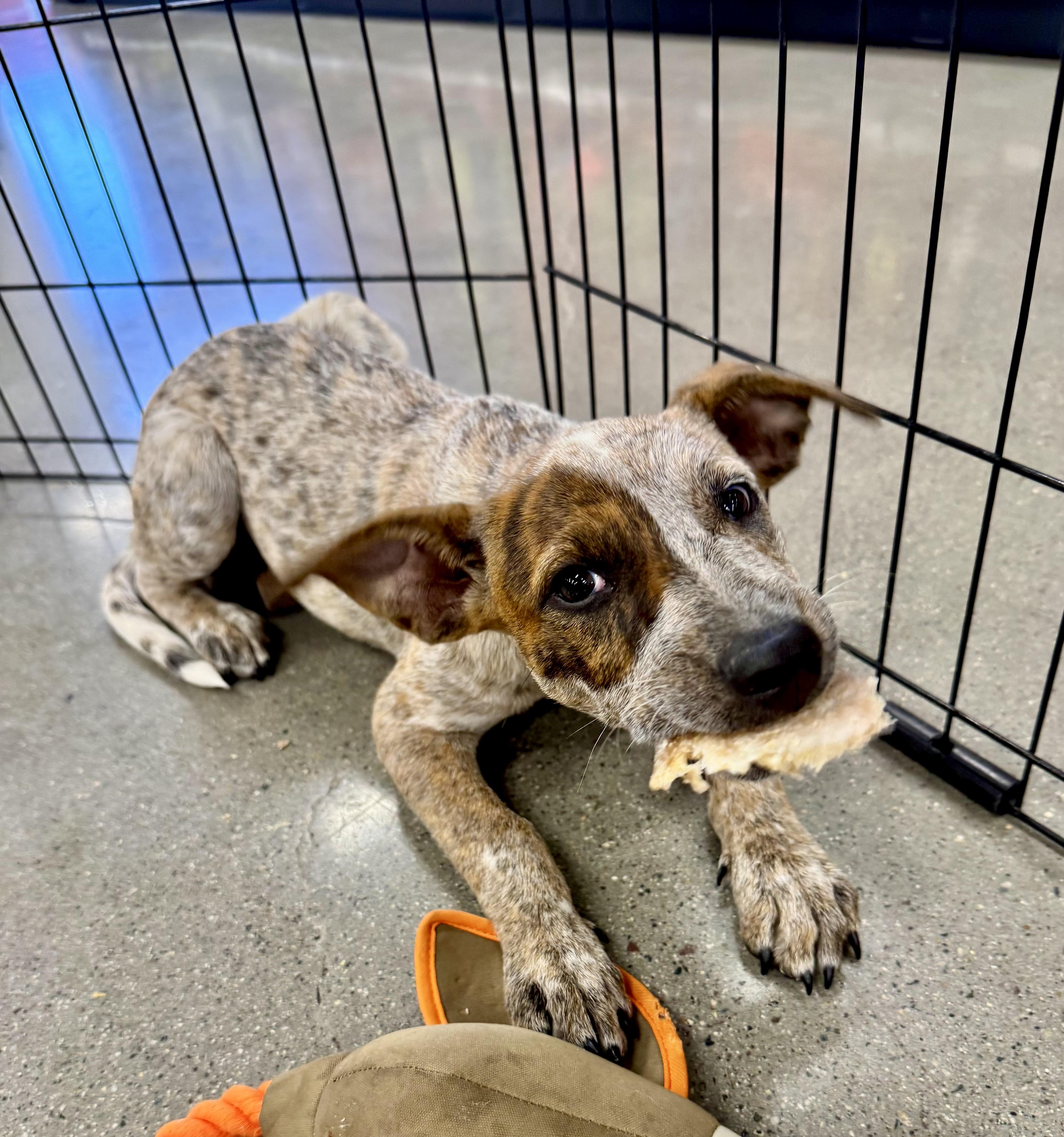 Enlarge Gwynn, a ADOPTABLE mixed breed in El Cajon, CA image 2/4