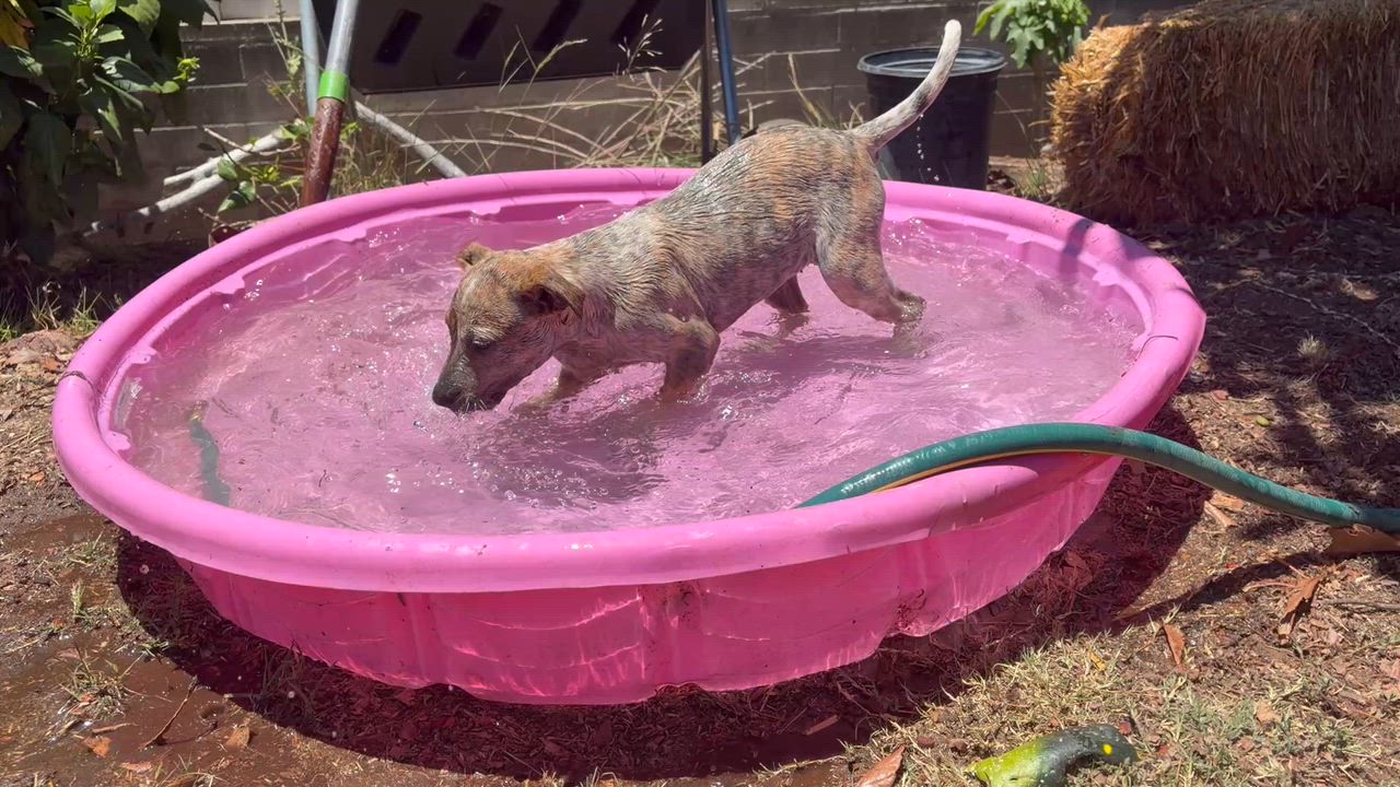 Enlarge Gwynn, a ADOPTABLE mixed breed in El Cajon, CA video 3/4