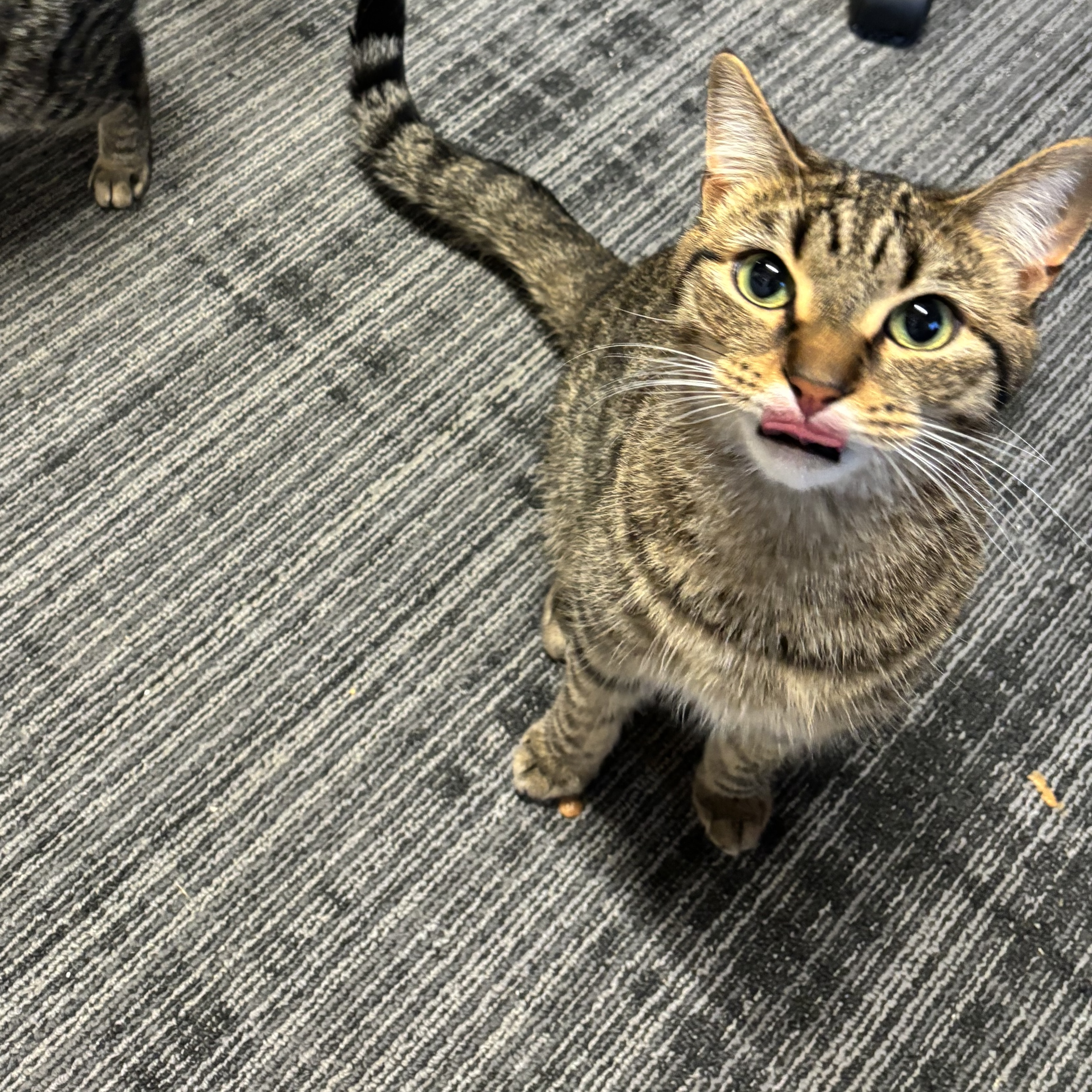 Cat for adoption Marlin, a Domestic Short Hair in Ottawa, ON Petfinder