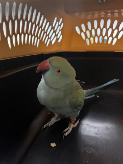 McJingles, Adoptable, Adult Unknown Parakeet (Other).