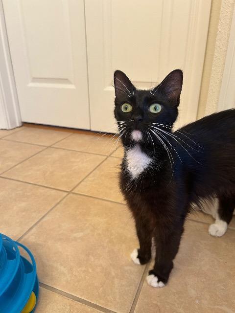 Geri, a Adoptable mixed breed in New Braunfels, TX image 1/4
