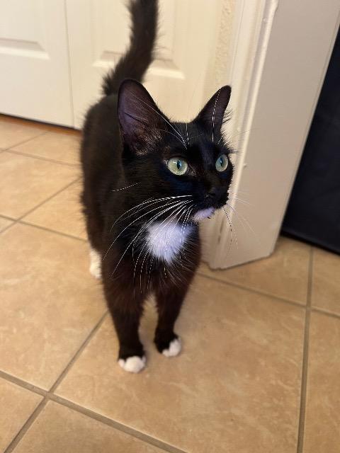 Geri, a Adoptable mixed breed in New Braunfels, TX image 2/4