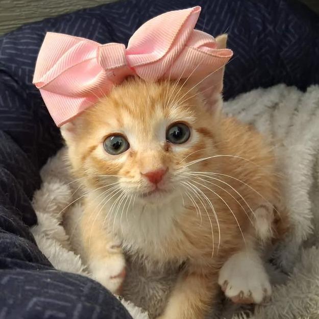 F108, ADOPTABLE, Kitten Female Domestic Short Hair.