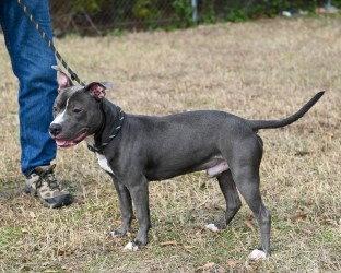 Enlarge DA 10 Sokka, a Adoptable Pit Bull Terrier in Glen Allen, VA image 1/3