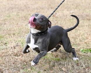 Enlarge DA 10 Sokka, a Adoptable Pit Bull Terrier in Glen Allen, VA image 2/3