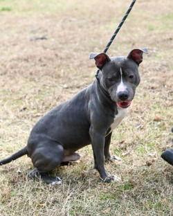 Enlarge DA 10 Sokka, a Adoptable Pit Bull Terrier in Glen Allen, VA image 3/3