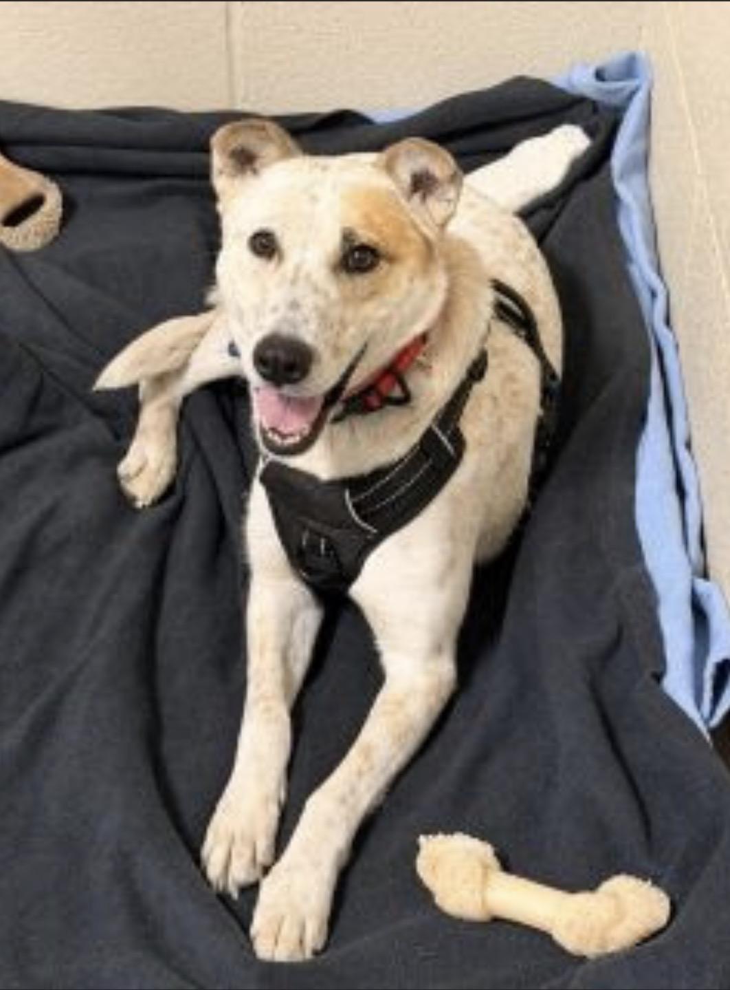 Enlarge Dottie, a Adoptable Australian Cattle Dog / Blue Heeler in Tucson, AZ image 1/3