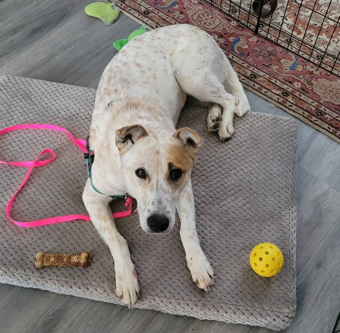 Enlarge Dottie, a Adoptable Australian Cattle Dog / Blue Heeler in Tucson, AZ image 2/3