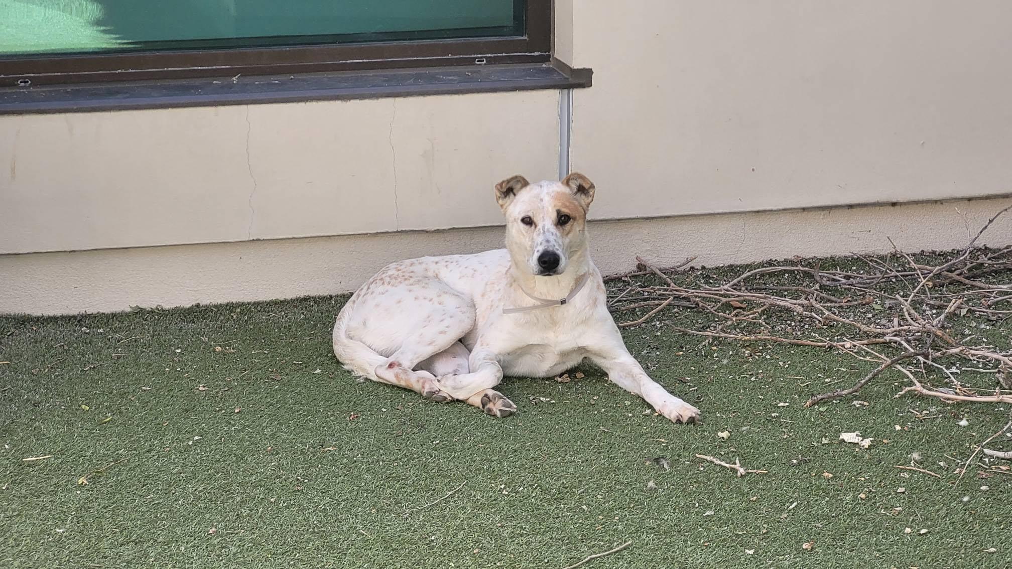 Enlarge Dottie, a Adoptable Australian Cattle Dog / Blue Heeler in Tucson, AZ image 3/3