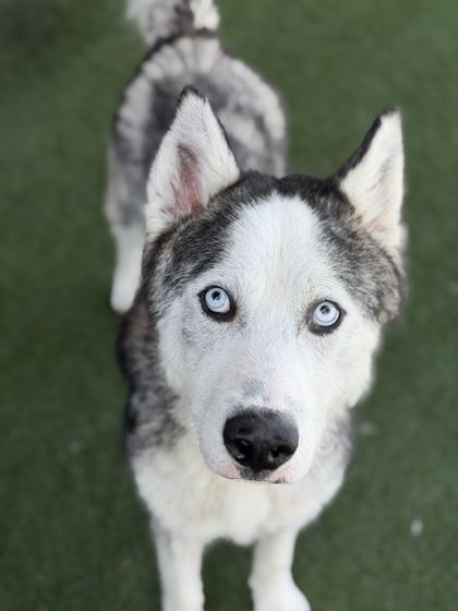 Enlarge Titan, a ADOPTABLE mixed breed in Sacramento, CA image 2/3
