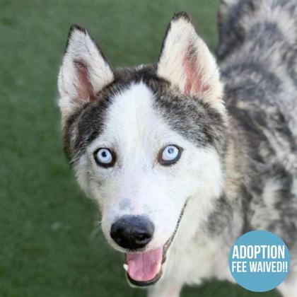 Titan, ADOPTABLE, Adult Male Siberian Husky.