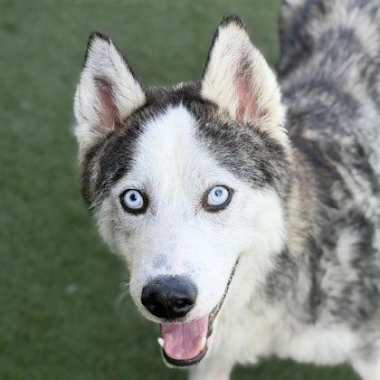 Titan, ADOPTABLE, Adult Male Siberian Husky.