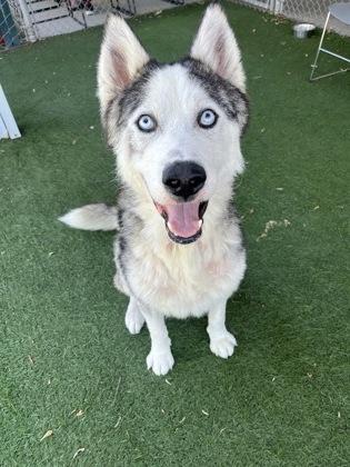 Enlarge Titan, a ADOPTABLE mixed breed in Sacramento, CA image 3/3