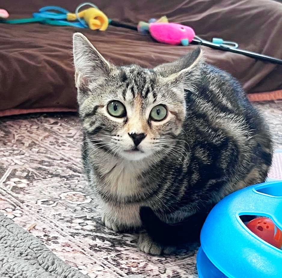 Oatmeal, a ADOPTABLE mixed breed in Lombard, IL image 2/5