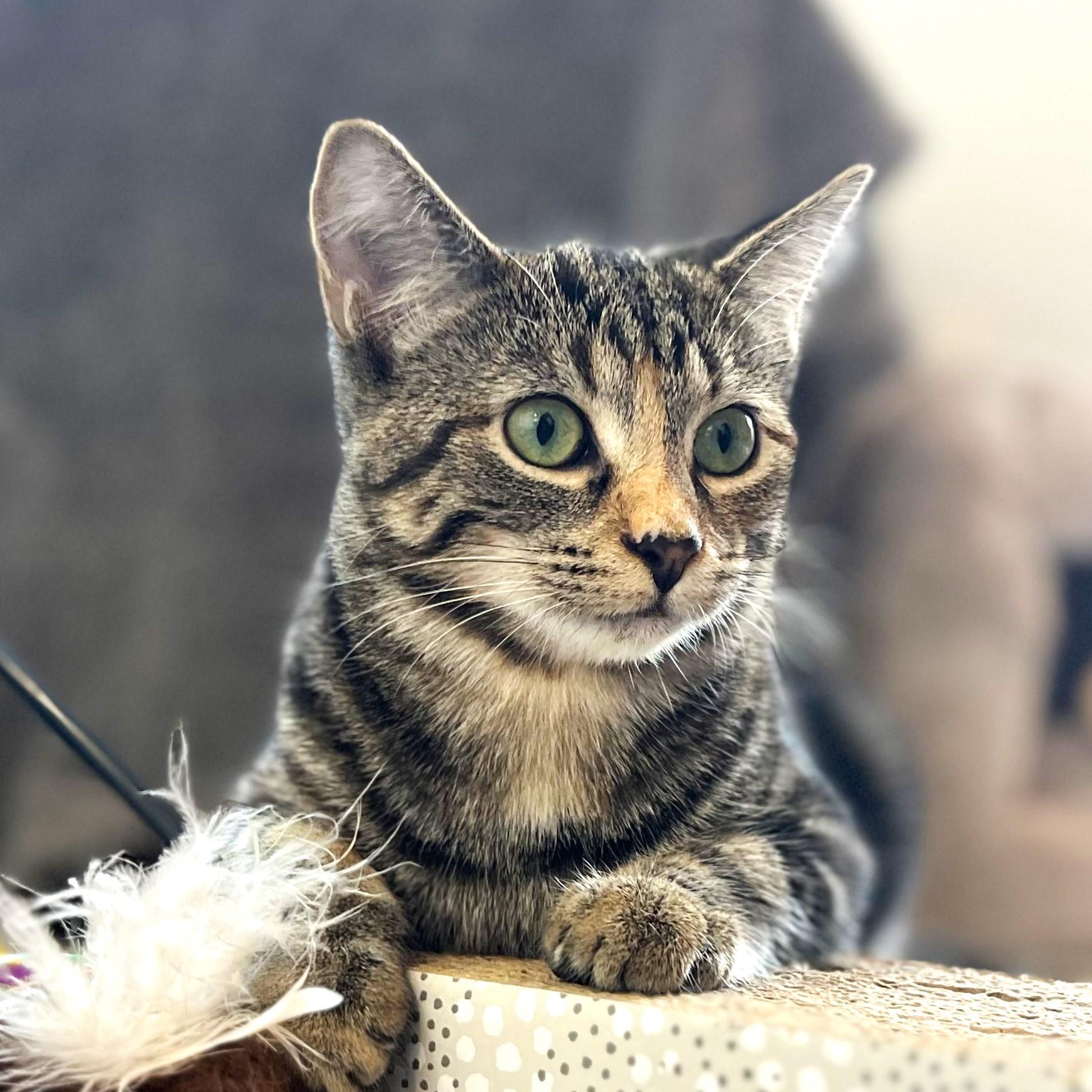 Enlarge Oatmeal, a Adoptable mixed breed in Lombard, IL image 1/6